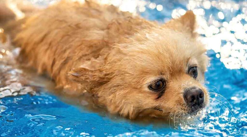Apprendre à nager à son chien