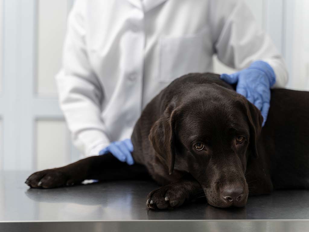 Combien de temps peut vivre un chien avec une tumeur ?