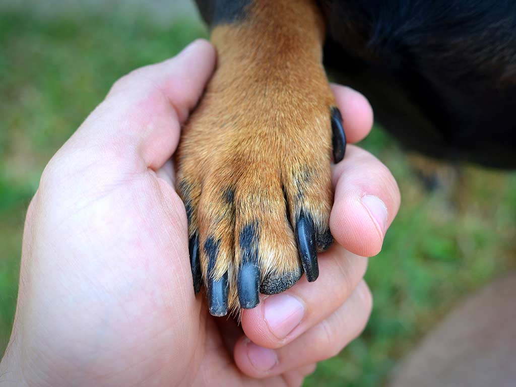 Comment couper les ongles d’un chien