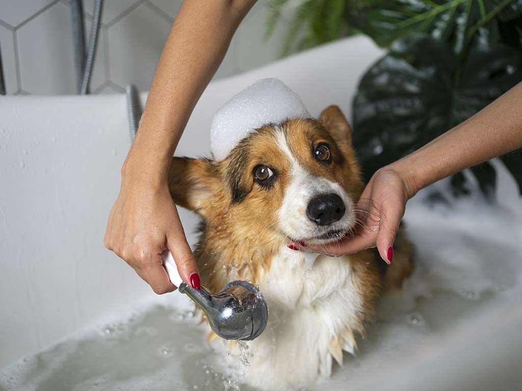 avec quoi laver un chien