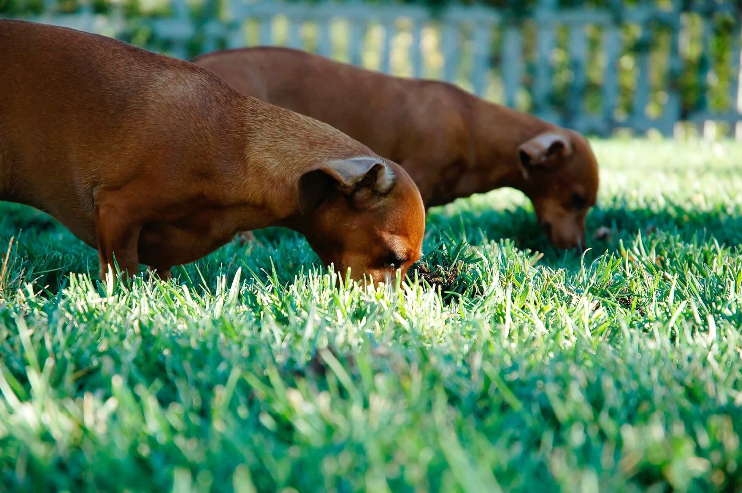 Pourquoi les chiens mangent de l'herbe