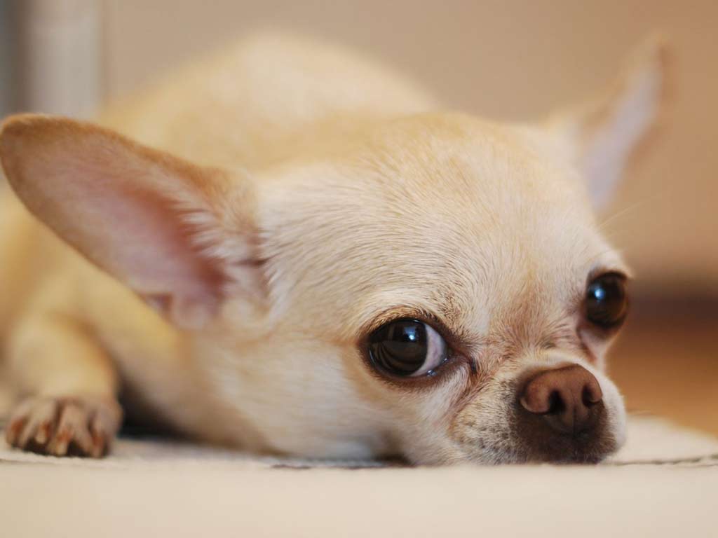 Gérer l'anxiété chez votre Chihuahua