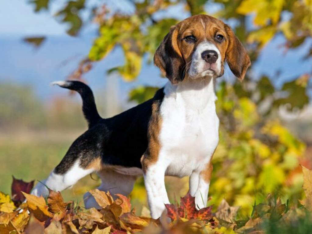Basset Beagle